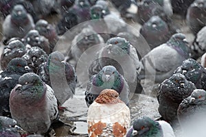 A flock of pigeons basks on the heating main
