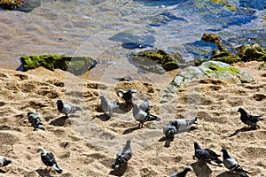 flock of pigeons on beach