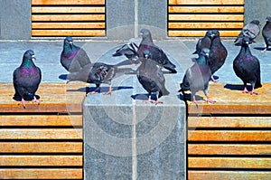 A flock of pigeons on a bench in a city park