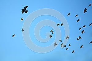 Flock of pigeons on blue sky