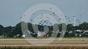 Flock of pigeons circling over the wheat field