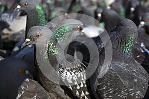 Flock of pigeons closeup