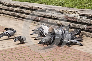 Flock of pigeons closeup