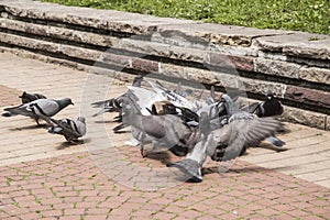 Flock of pigeons closeup