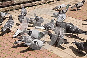 Flock of pigeons closeup