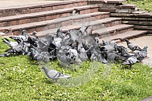 Flock of pigeons closeup