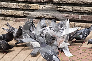 Flock of pigeons closeup