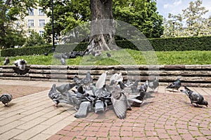 Flock of pigeons closeup