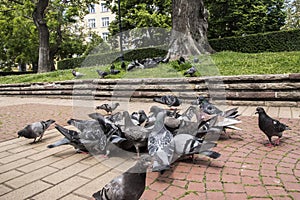 Flock of pigeons closeup