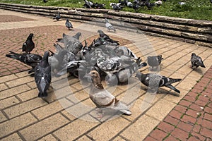 Flock of pigeons closeup