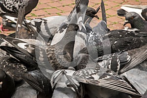 Flock of pigeons closeup