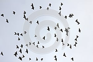 Flock of pigeons in sunset sky photo