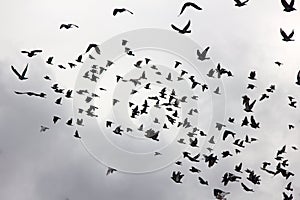 Flock of pigeons in sunset sky photo