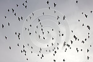 Flock of pigeons in sunset sky photo