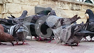 Flock of pigeons eating bread at central city square, unsanitary conditions