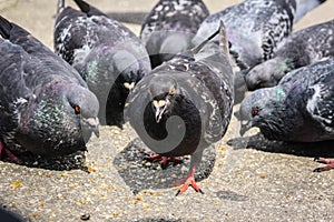 Flock of pigeons eating bread crumbles from the floor