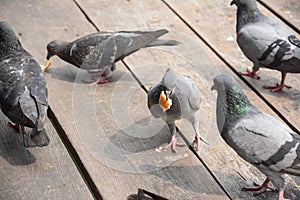 A flock of Pigeons eating bread crumbs at floating market