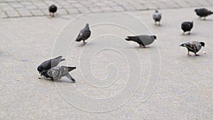 Flock of pigeons eating bread on town square.