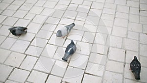 Flock of pigeons eating bread on town square