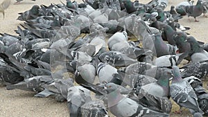 Flock of pigeons eating millet in urban park