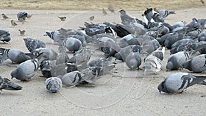 Flock of pigeons eating millet in urban park