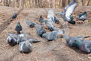 Flock of pigeons eating in the park