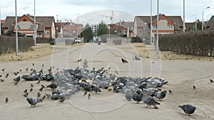 Flock of pigeons eating switchgrass on street
