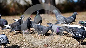 Flock of pigeons feeding