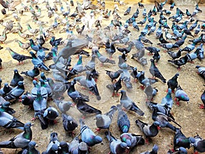 Flock of pigeons feeding on sunny day
