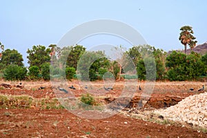 A flock of pigeons on the field in the village of tamilnadu