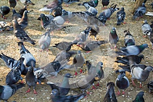 Flock of pigeons photo