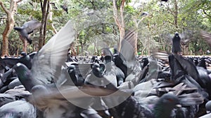 A flock of pigeons fighting to eat seeds in a park on a cloudy day