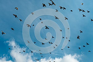 A flock of pigeons flies across the sky against a background of white clouds