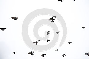 A flock of pigeons flies across the sky. Birds fly against the s