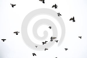 A flock of pigeons flies across the sky. Birds fly against the s