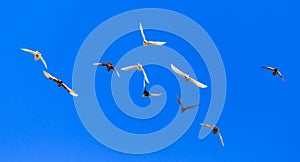 A flock of pigeons in flight against the blue sky