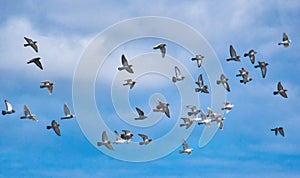 A flock of pigeons in flight against a blue sky photo