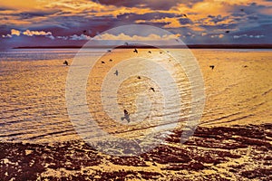 Flock of pigeons fly over Sandwich and Pegwell Bay in Ramsgate, Kent, UK at sunset at low tide as the sea ripples into the shore