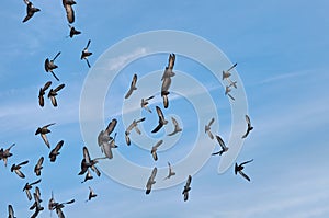 Flock of pigeons are flying