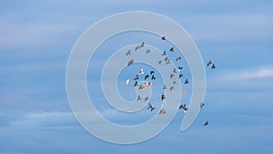 Flock of pigeons flying against overcast sky