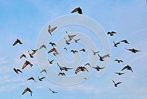 Flock of pigeons flying in blue sky