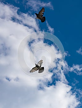 Flock of pigeons flying