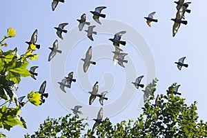 Flock of Pigeons Flying Over