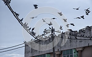 flock of pigeons hanging around the electric street pole.