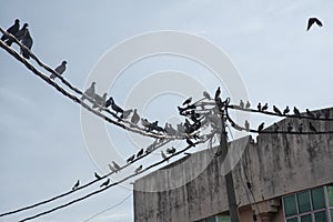 flock of pigeons hanging around the electric street pole.