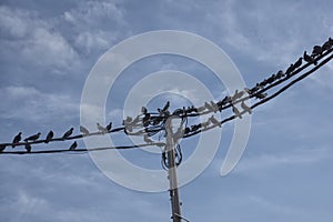 flock of pigeons hanging around the electric street pole.