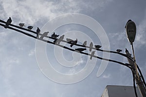 flock of pigeons hanging around the electric street pole.