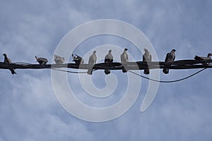 flock of pigeons hanging around the electric street pole.