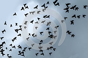 Flock of pigeons high in the sky