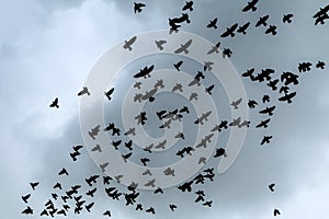 Flock of pigeons high in the sky